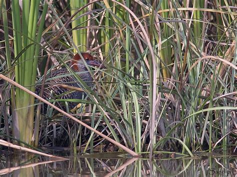 Slaty-breasted Rail - eBird