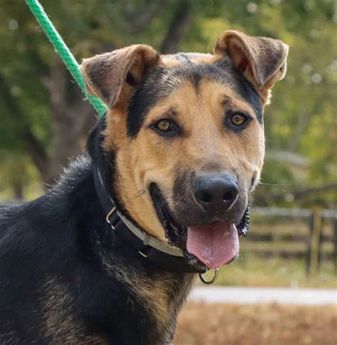 Banjo - Big Fluffy Dog Rescue