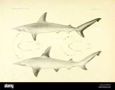 Plate 1 from 'The Plagiostomia' presents an illustration of a shark species, detailing its ...