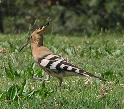 Vertaling 'hoopoe' – Woordeboek Engels-Sorani Koerdies | Glosbe