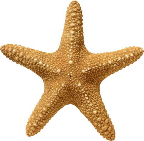 Clipart Starfish