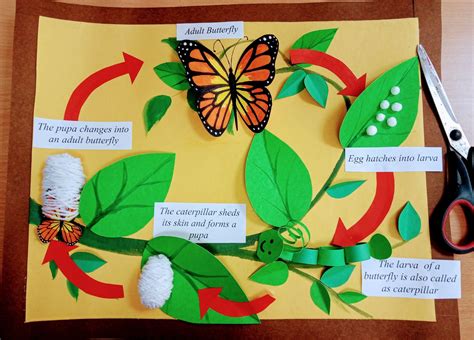 Pin by Erin Clemens on Adult & Family Education | Butterfly life cycle ...