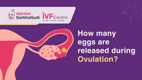 Ovulation Process Step By Step An Overview: The Menstrual Cycle