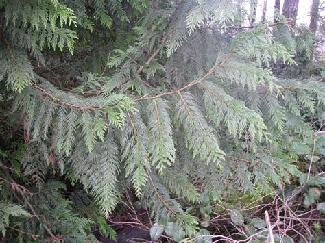Western Red Cedar, Thuja plicata | Native Plants PNW