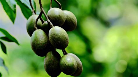 Top 10 Unique Indian Fruits