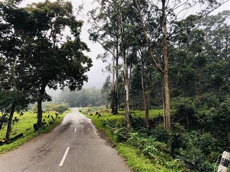 Pampadum Shola National Park (Vattavada) - 2020 What to Know Before You ...