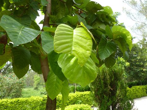 साल के फायदे स्वास्थ्य लाभ और नुकसान - Sal tree benefits in Hindi