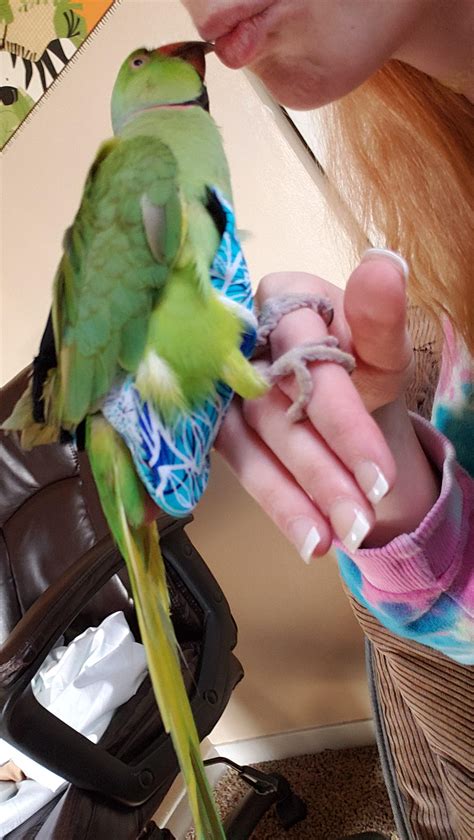 Greyson the ringneck and his flyper 😍 : r/aww