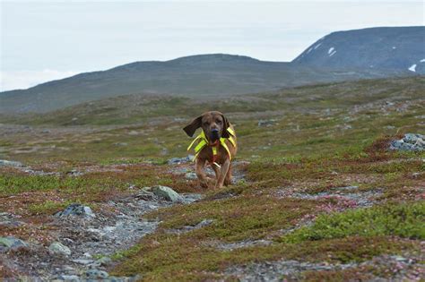 Types of Tracking Dogs 的图像结果