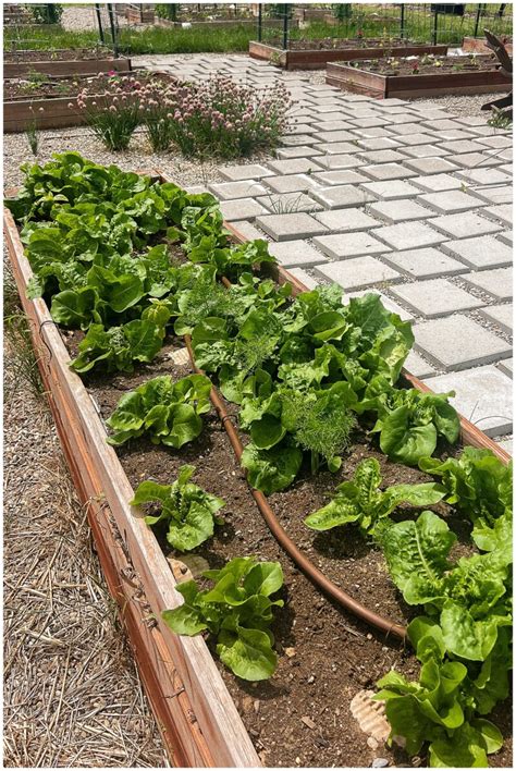 Grow Spring Vegetables 的图像结果