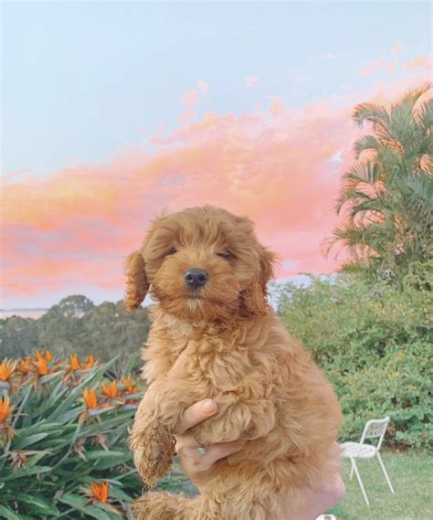 Image result for Miniature Cockapoo