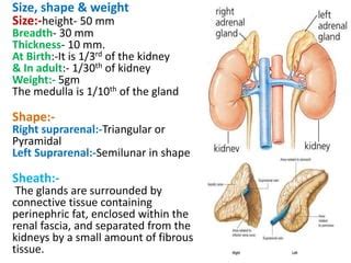 Image result for Latihan JavaScript Pyramid