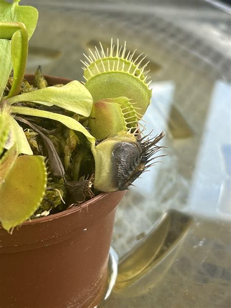 Venus Flytrap Eating A Snake