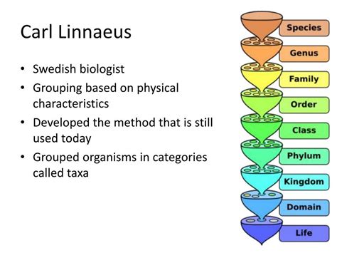 Image result for Carl Linnaeus Classification System