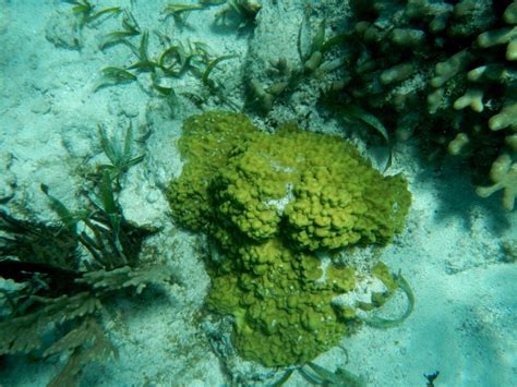 Mining Tools Mod 的图像结果