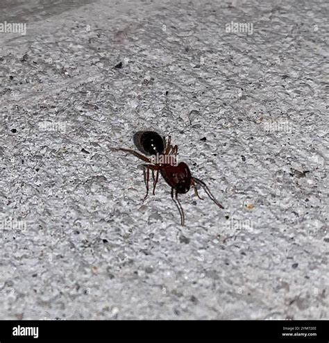 Florida Carpenter Ant (Camponotus floridanus Stock Photo - Alamy