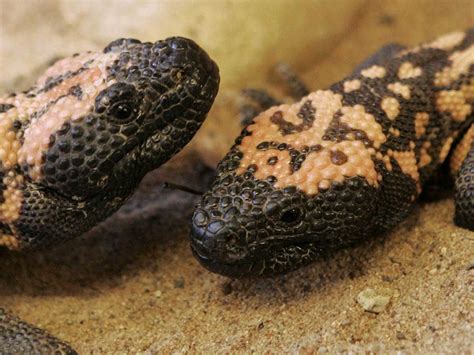 Gila Monster Facts Gila Monster's Burrow Bearport Publishing