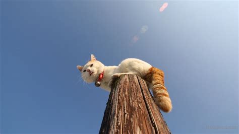 Wallpaper cat, pole, collar, sit hd, picture, image
