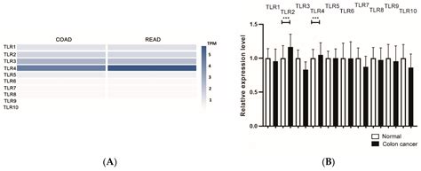 BGN/TLR4/NF-κB Mediates Epigenetic Silencing of Immunosuppressive ...