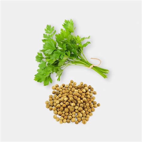 Buy Coriander Seeds - 8gm online at best price