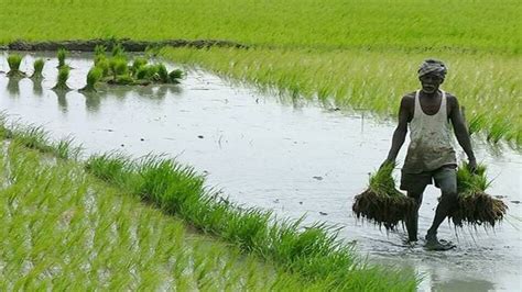 Farmers stand to lose Rs 35,000 crore in Kharif season unless ...