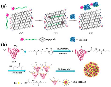 Controlling the Self-Assembly of Biomolecules into Functional ...