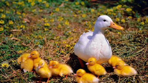 Download White Duck And Ducklings Wallpaper | Wallpapers.com