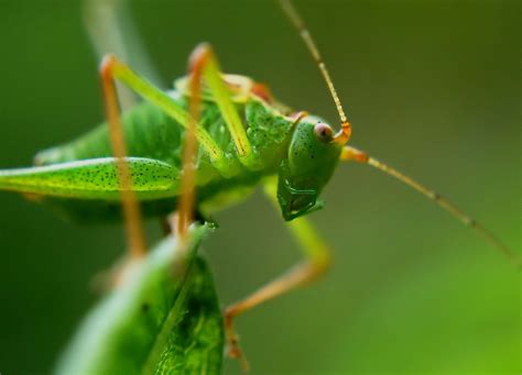 Grasshopper Totem and Symbolism on Whats-Your-Sign