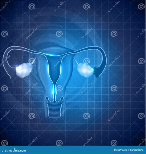 Female Reproductive System Background Stock Vector - Illustration of healthy, blue: 39095738