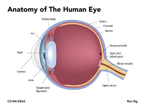 Suspensory Ligament Eye