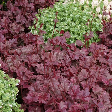 Heuchera ‘Midnight Rose’ | TERRA NOVA® Nurseries, Inc.