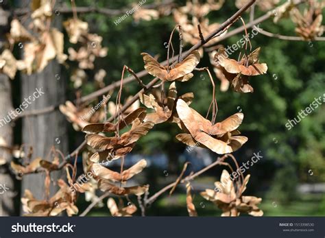 Tree Seeds Helicopters Autumn Maples Stock Photo 1513398530 | Shutterstock