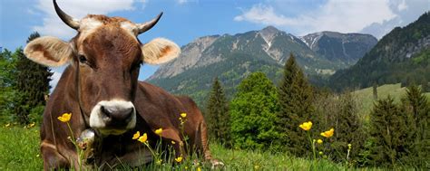 Urteil nach Kuh-Attacke bestätigt: Getötete Wanderin ist mitschuldig ...