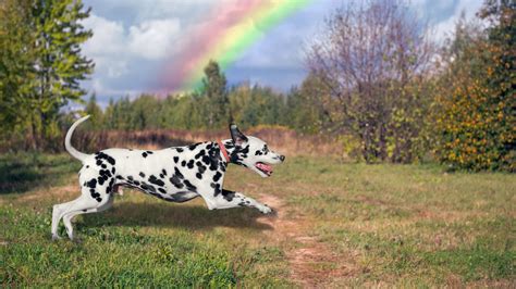 Cabarrus Spay Neuter Clinic