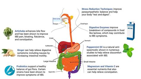 Irritable Bowel Syndrome: Symptoms & Treatments - Life Extension