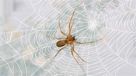 Brown Recluse Spider: 45 FAQs About Bites, Behavior, & Myths