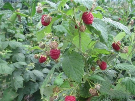 「树莓种子」最新树莓种子_价格_图片_种植技术-江苏长景种业有限公司