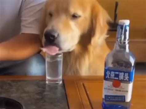A Dog Got Drunk And caused Drama All Over The House