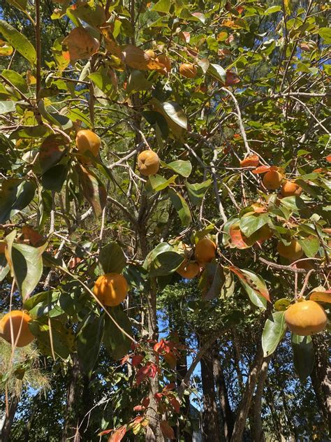 Ideas for my ripening persimmons? : r/Baking