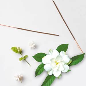 Omved Nightqueen (Raat Rani) Ayurvedic, Organic, Natural and Non-Toxic ...