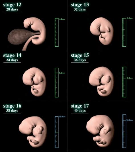 Brain Development Embryo 的图像结果