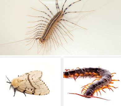 Chem-Wise | Crickets & Other Common Pests | Aurora IL