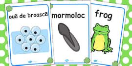 Ciclul de viață la broască - Joc roată cu imagini și cuvinte