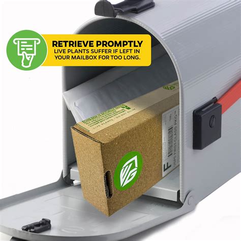 Gros Michel "Big Mike" Banana - Musa – Wellspring Gardens