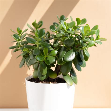 Crassula Ovata Money Plant Care How To Care For A Money Plant: Jade