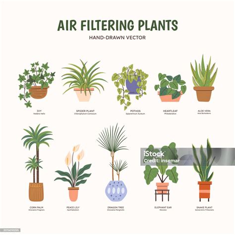 Air Filtering Plants Colorful Stock Illustration - Download Image Now ...