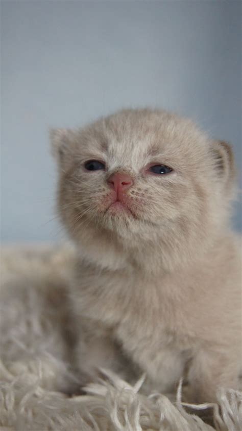 Britisch Kurzhaar Bärchen sind auf der Welt in Hofheim | Tiere ...