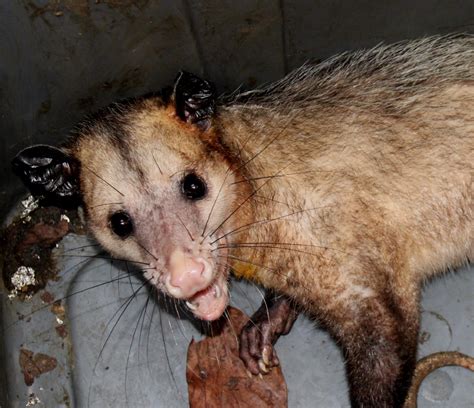 Huellas De Zarigüeya