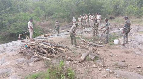 Act of 'revenge': Three arrested for 'poisoning' tigress, 4 cubs in ...