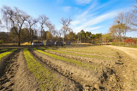 庄稼 的图像结果